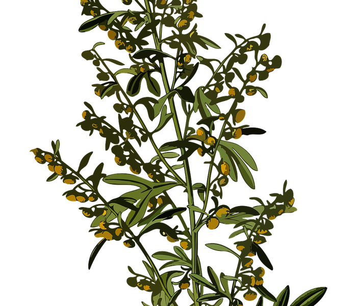 wormwood - Artemisia absinthium