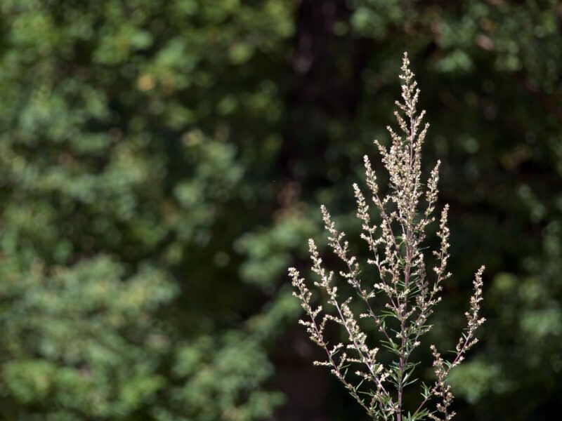 mugwort - artemisia vulgaris