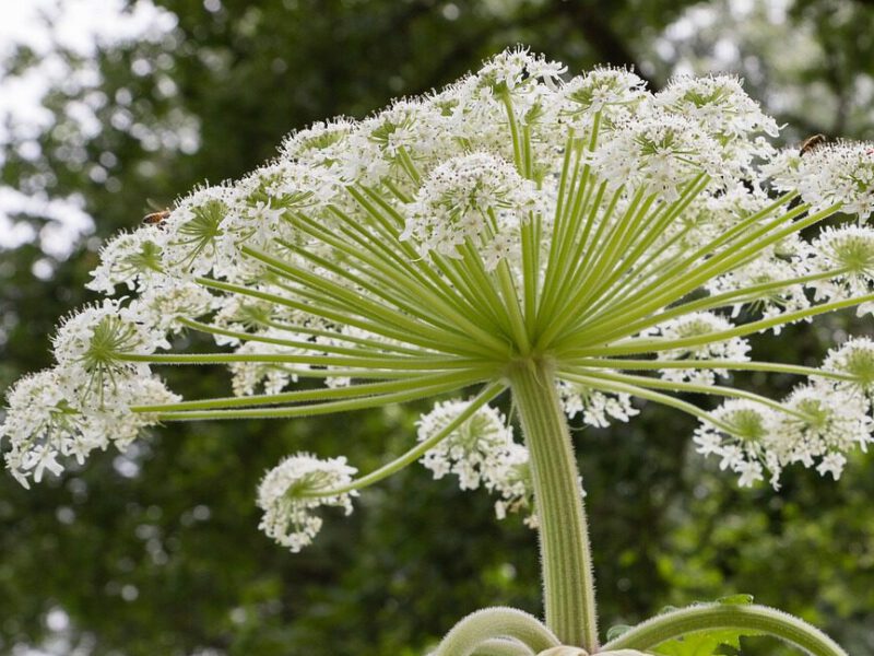 common hogweed - heracleum sphondylium