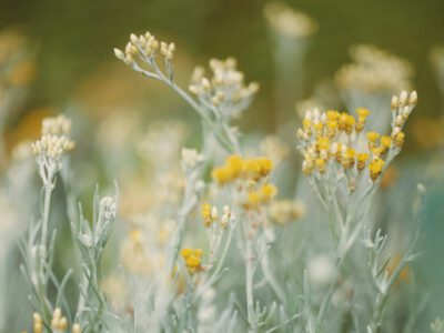 curry plant - helichrysum italicum