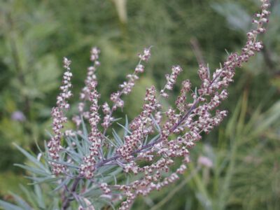 mugwort - artemisia vulgaris